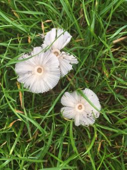 Delicate blue fungi looking like flowers in the grass by the vineyard gate
